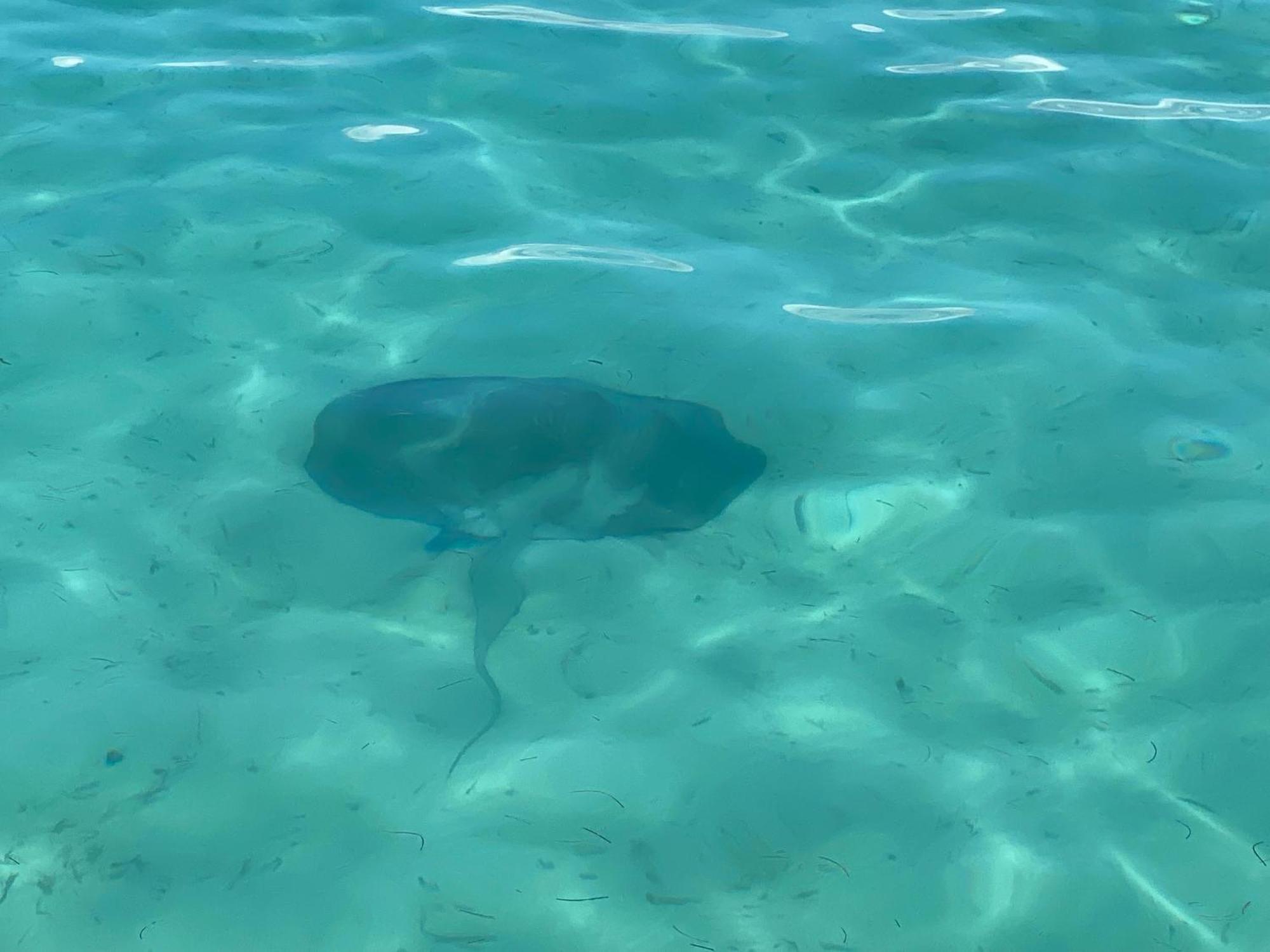 Dolphin Blue Paradise Bocas del Toro Exterior photo